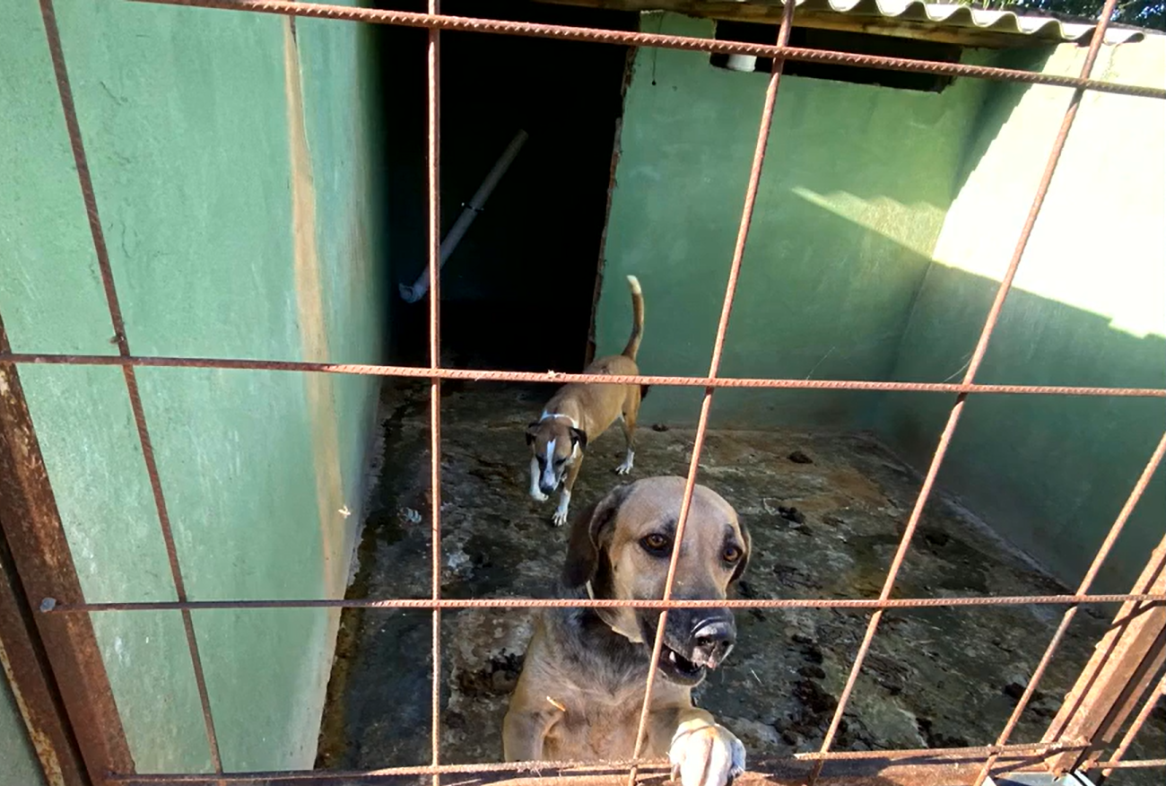Imagem destacada do post: Abrigo de animais é alvo do MP por abandono e situação precária, em Caldas Novas