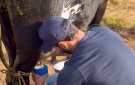 Imagem destacada do post: Gusttavo Lima aparece tirando leite da vaca direto do curral em sua fazenda