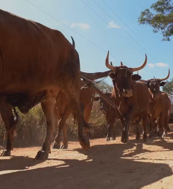 Imagem destacada do post: VÍDEO: Carreiros passam por Bela Vista de Goiás a caminho de Trindade