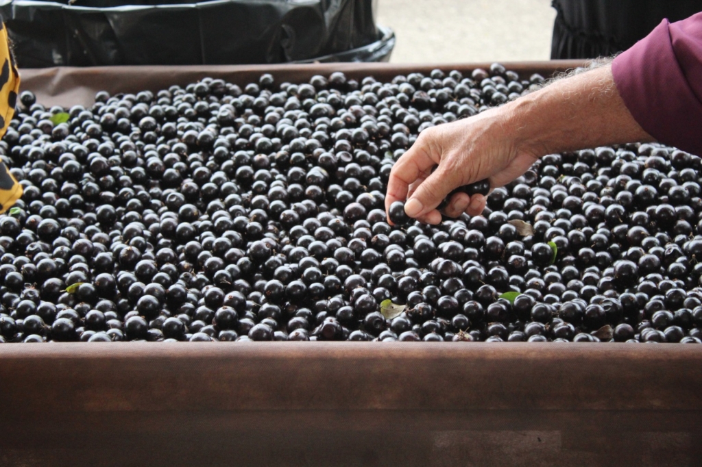 jabuticaba