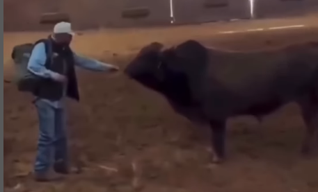 Imagem destacada do post: Touro reencontra tratador e tem reação inesperada; veja vídeo