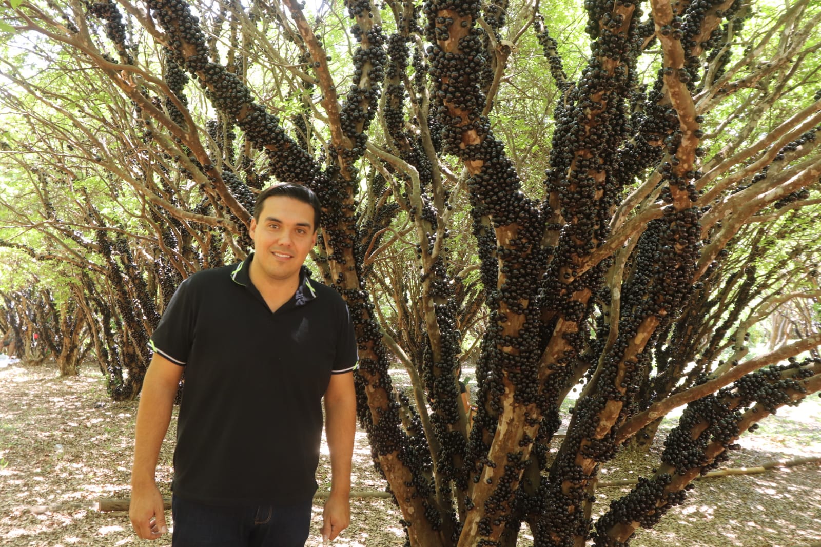 Imagem destacada do post: Capital goiana da jabuticaba se fortalece como polo de agronegócio e turismo