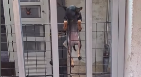Imagem destacada do post: Cadelinha viraliza na web ao escalar portão de grade pra fugir de casa; veja vídeo