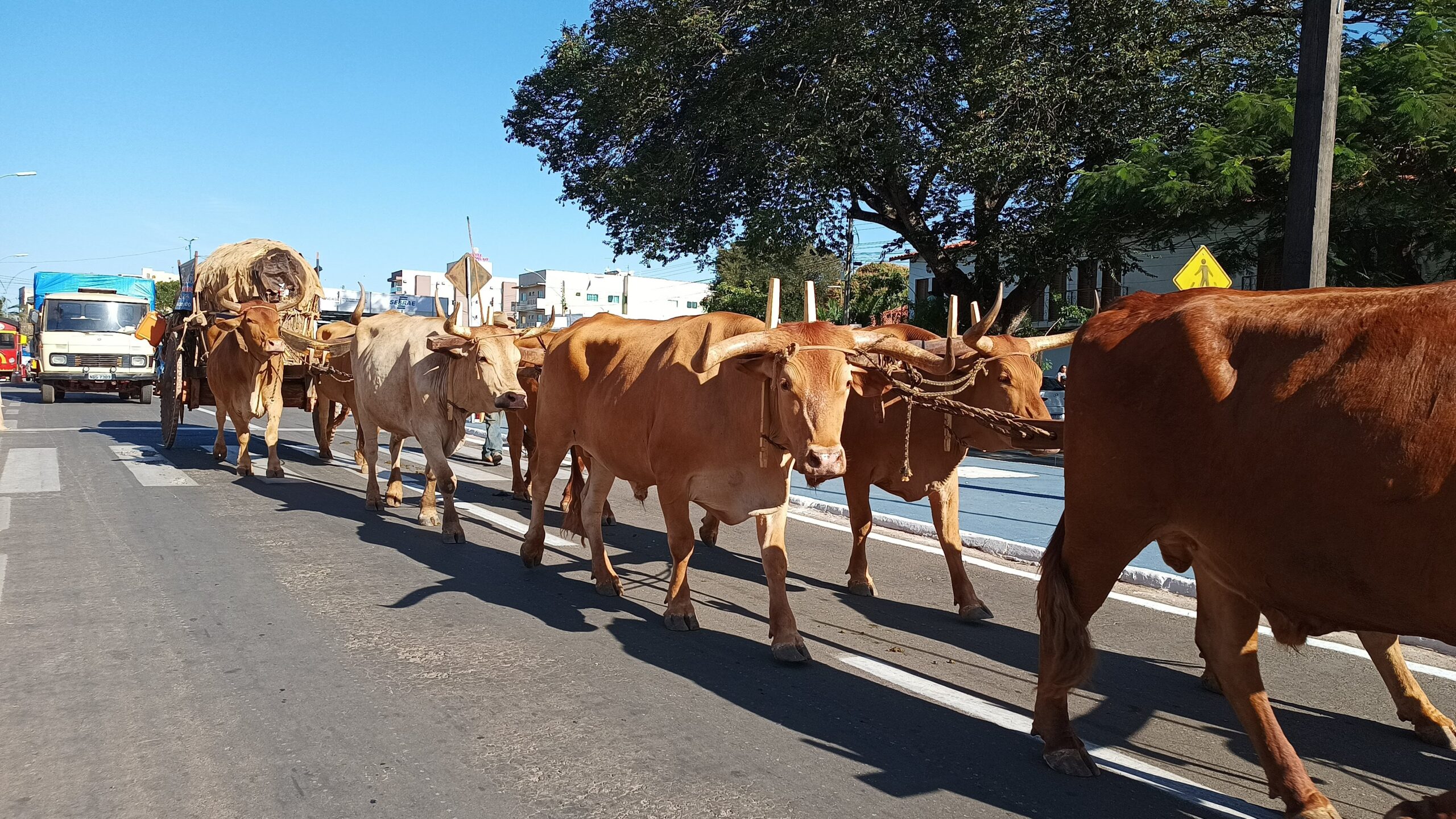 Imagem destacada do post: Desfile de carros de boi marca auge da Romaria de Trindade; veja vídeo