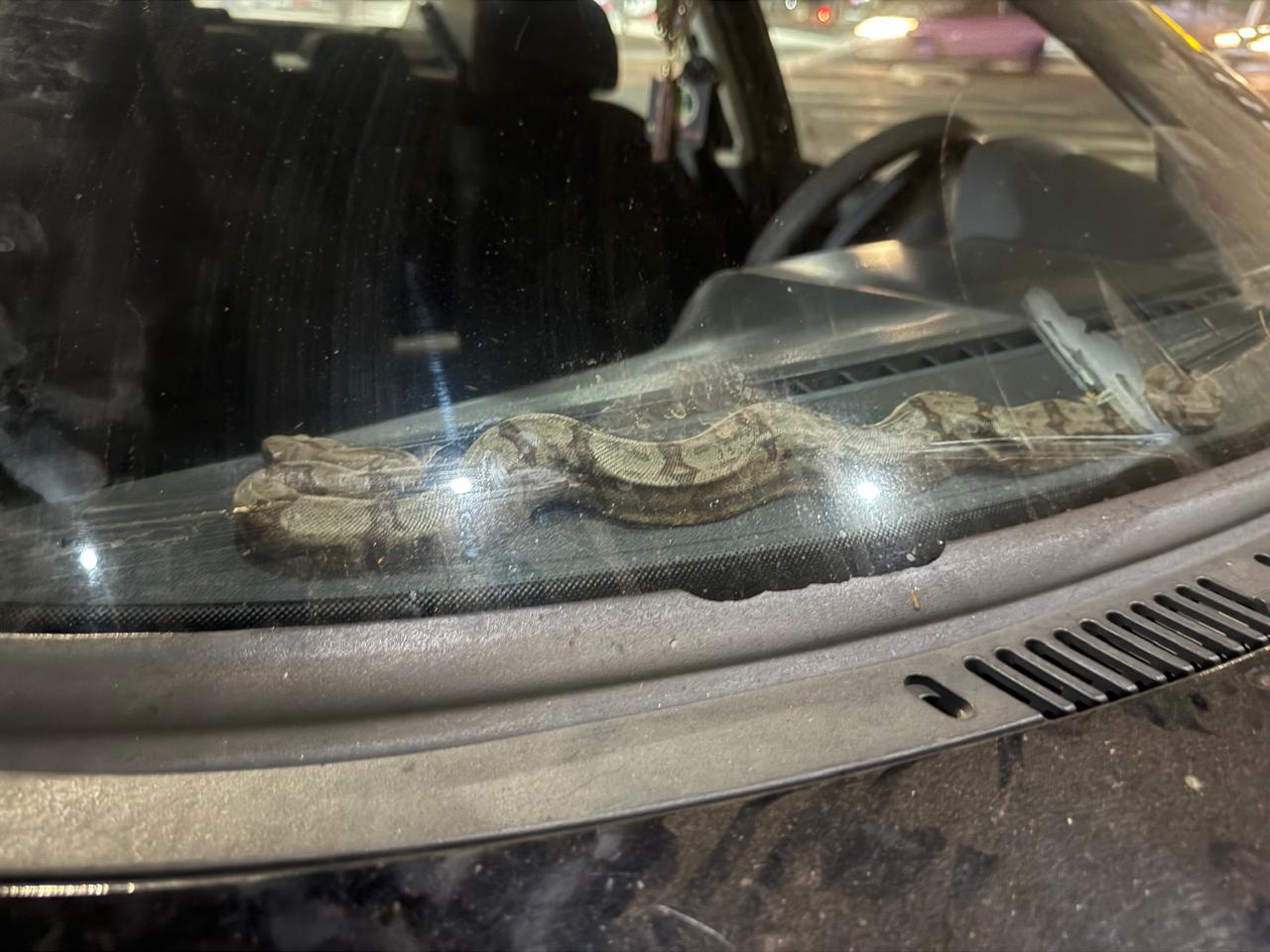 Imagem destacada do post: Cobra aparece no painel de carro e assusta motorista em Senador Canedo