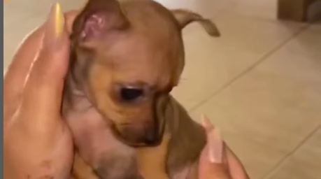 Imagem destacada do post: Pinscher vira desafio para tutora que tenta dar carinho ao pet: “Como que faz?”