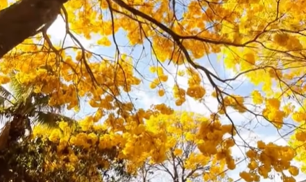 Imagem destacada do post: Veja novas imagens das flores de ipê nas ruas de um condomínio na GO-020