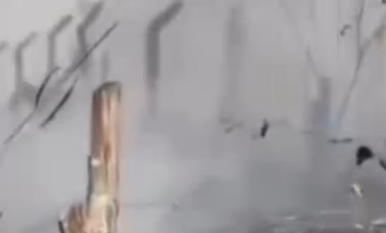 Imagem destacada do post: Homem coloca fogo em pasto e cavalo quase morre queimado; veja vídeo