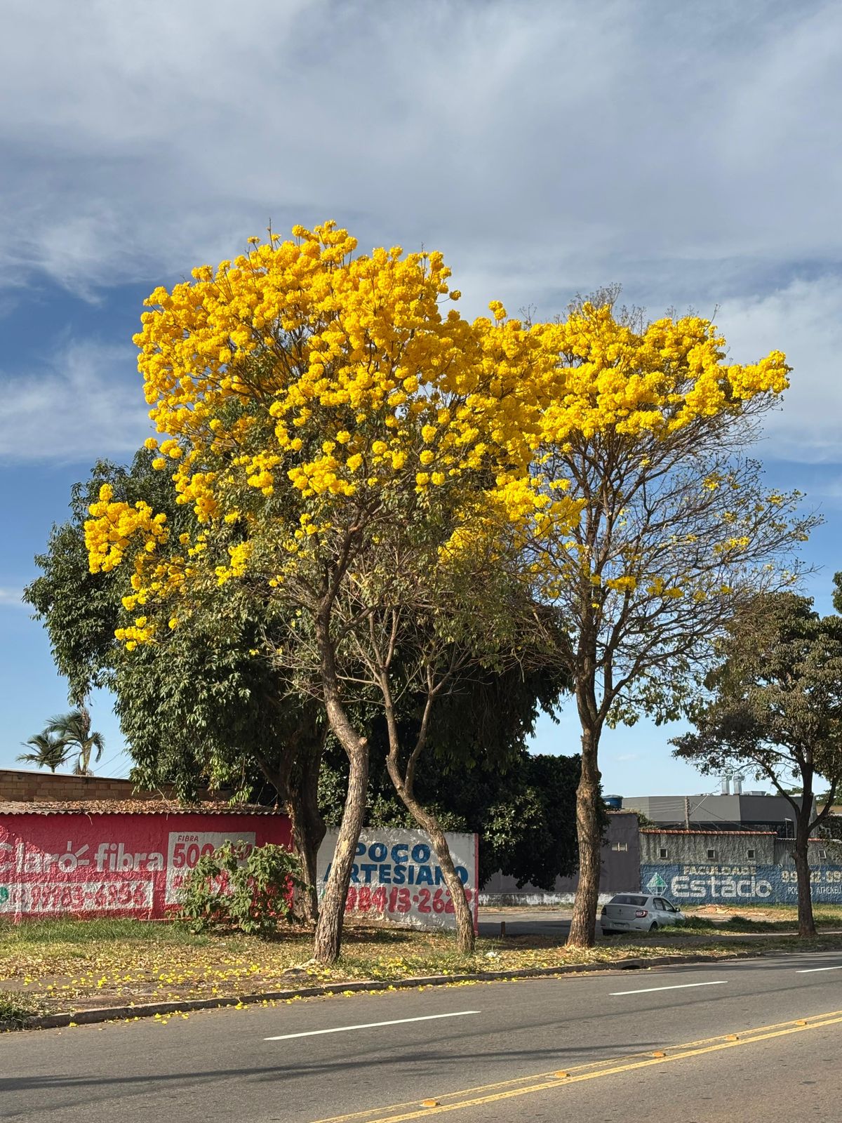 Imagem destacada do post: Temporada de floração dos ipês começa a colorir o cerrado