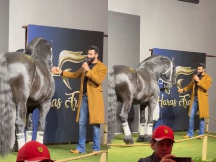 Imagem destacada do post: Gusttavo Lima leiloa ‘metade’ de cavalo de raça holandesa por valor milionário