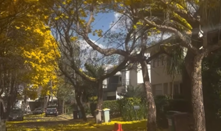 Imagem destacada do post: Novo vídeo mostra rua tomada por flores de ipê em condomínio na GO-020