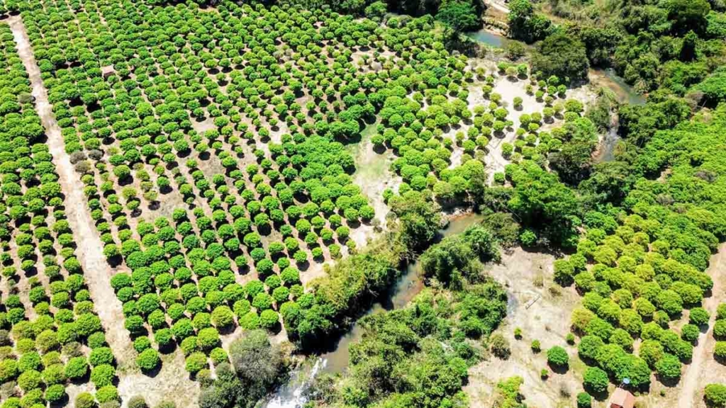 vistaaerea fazenda jabuticabal