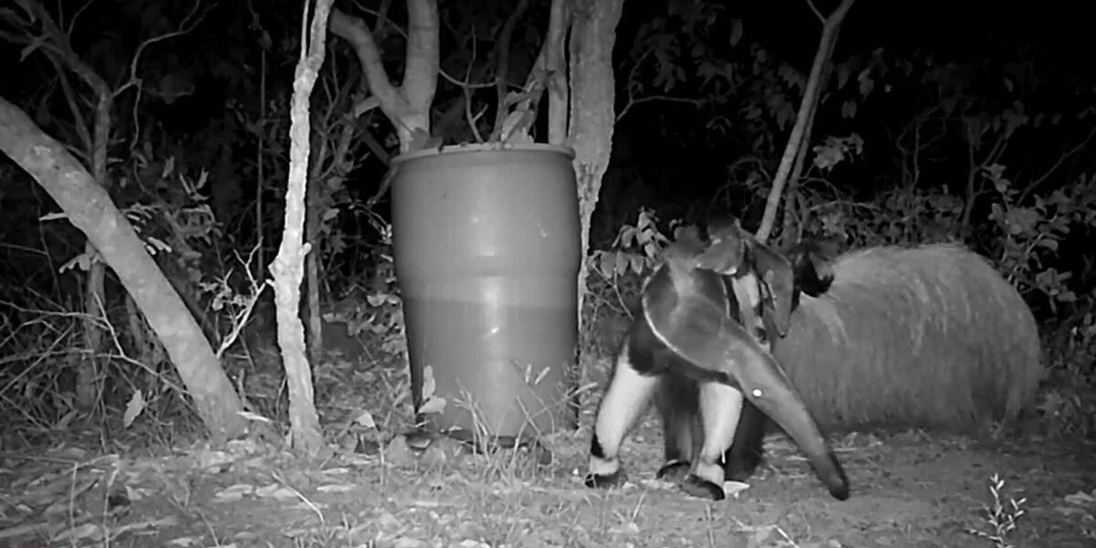 Imagem destacada do post: Vídeo mostra momento raro de filhotes gêmeos de tamanduás no Pescan