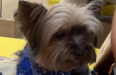Imagem destacada do post: Cachorrinha sonolenta viraliza ao dormir em qualquer lugar