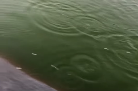 Imagem destacada do post: Granizo do tamanho de bola de golfe assusta moradores durante chuva no interior
