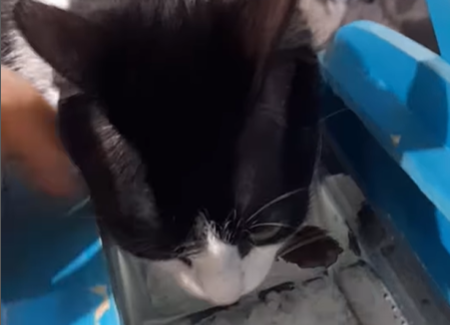Imagem destacada do post: Amizade inesperada entre gato, cachorro e peixe conquista a web [vídeo]
