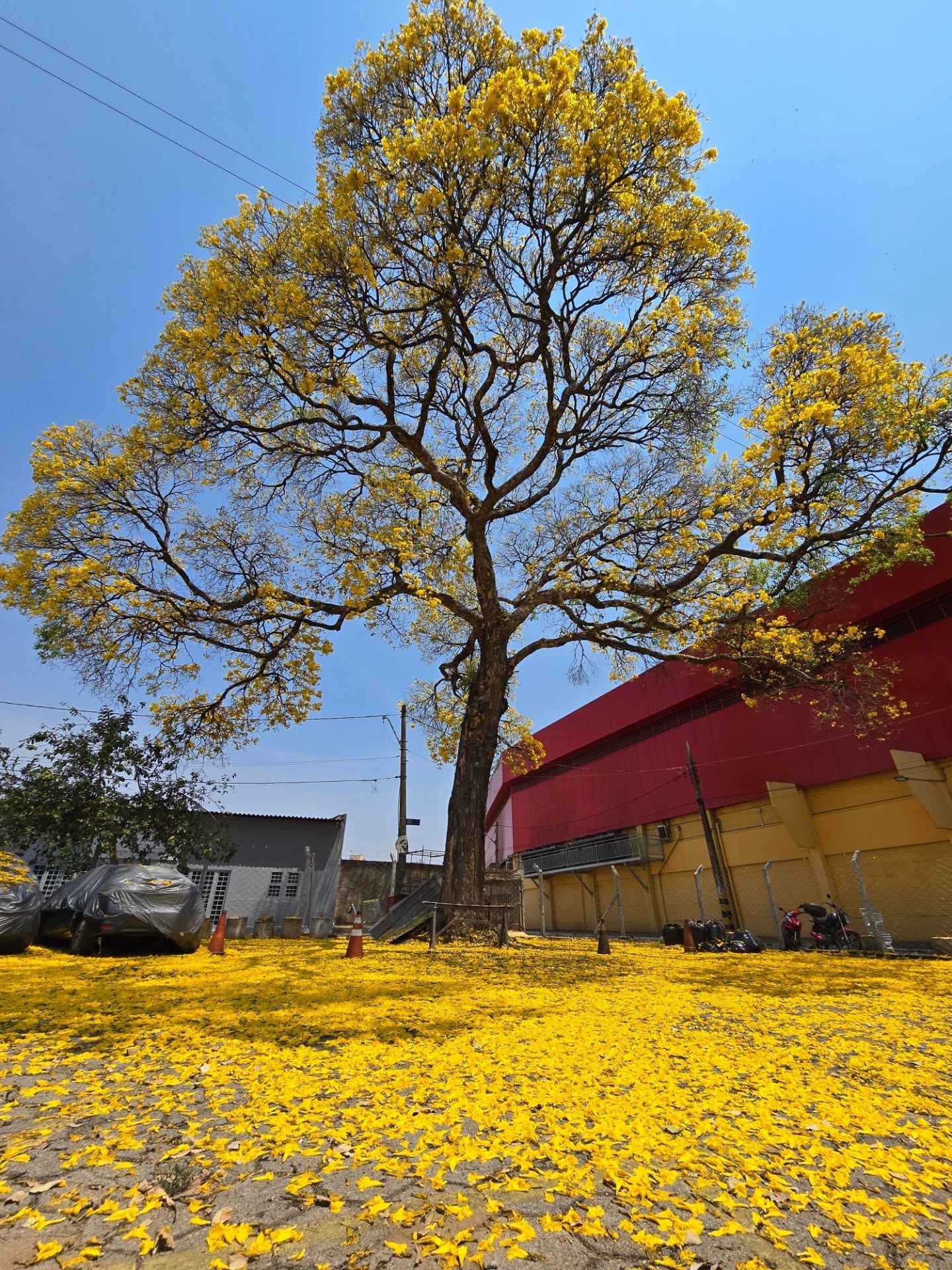 Imagem destacada do post: Primavera chegou: saiba o que esperar dessa época do ano em Goiás