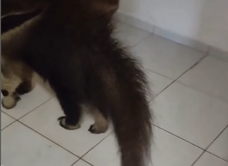 Imagem destacada do post: Tamanduá invade quarto e assusta moradores com visita inesperada; veja vídeo