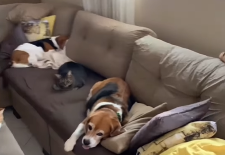 Imagem destacada do post: Homem compra casa com quintal para os pets em Goiás, mas eles “ignoram”