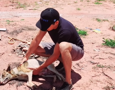Imagem destacada do post: Cachorrinha é resgatada quase sem vida e final emociona; veja vídeo