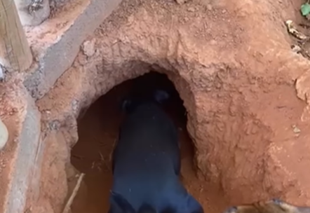 Imagem destacada do post: Cães transformam chácara em Bela Vista de Goiás em campo de escavação