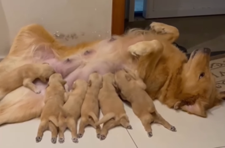 Imagem destacada do post: Golden adota ‘pose’ inusitada pra amamentar a ninhada e viraliza na web