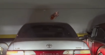 Imagem destacada do post: Jovem se recusa a sair do carro por causa de barata e reação surpreende [vídeo]