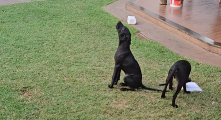 Imagem destacada do post: Cãozinho para tudo pra ouvir ‘Ave Maria’ e cantar junto; vídeo viralizou na internet
