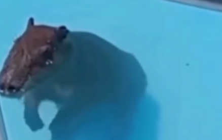 Imagem destacada do post: Capivara entra em piscina de condomínio e é resgatada pelos bombeiros; veja vídeo