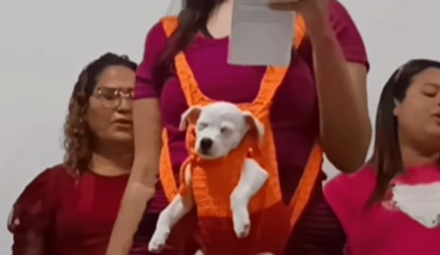 Imagem destacada do post: Cachorrinho dorme em bolsa de crochê enquanto tutora canta louvor na igreja
