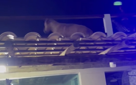 Imagem destacada do post: Golden sobe no telhado de casa e leva bronca da tutora: “tudo menos cachorro”