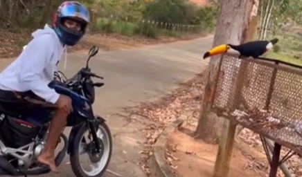 Imagem destacada do post: Rapaz tenta fazer ‘graça’ com tucano e reação do animal surpreende