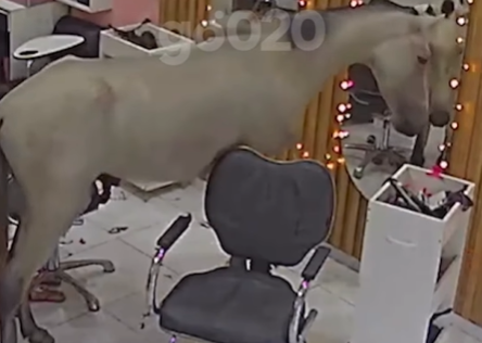 Imagem destacada do post: Cavalo entra em salão de beleza e se ‘encanta’ ao olhar no espelho [vídeo]