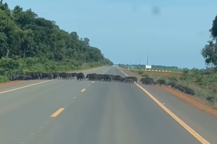 Imagem destacada do post: Bando de porcos selvagens atravessa rodovia em MT e impressiona família [vídeo]