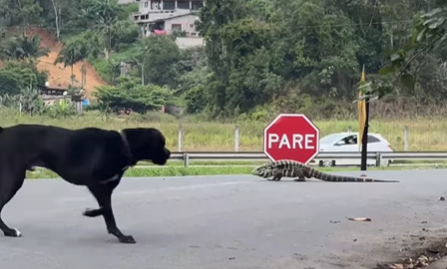 Imagem destacada do post: Lagarto gigante corre atrás de cachorro e cena viraliza na web [vídeo]