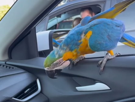 Imagem destacada do post: Arara pousa na janela de carro no DF e surpreende família [vídeo]