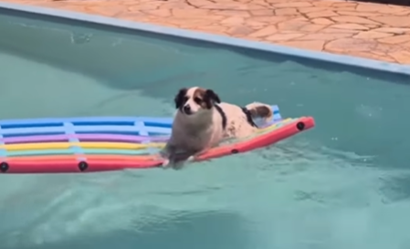 Imagem destacada do post: Cachorro ganha colchão inflável do “vovô” e faz pose de blogueiro [vídeo]