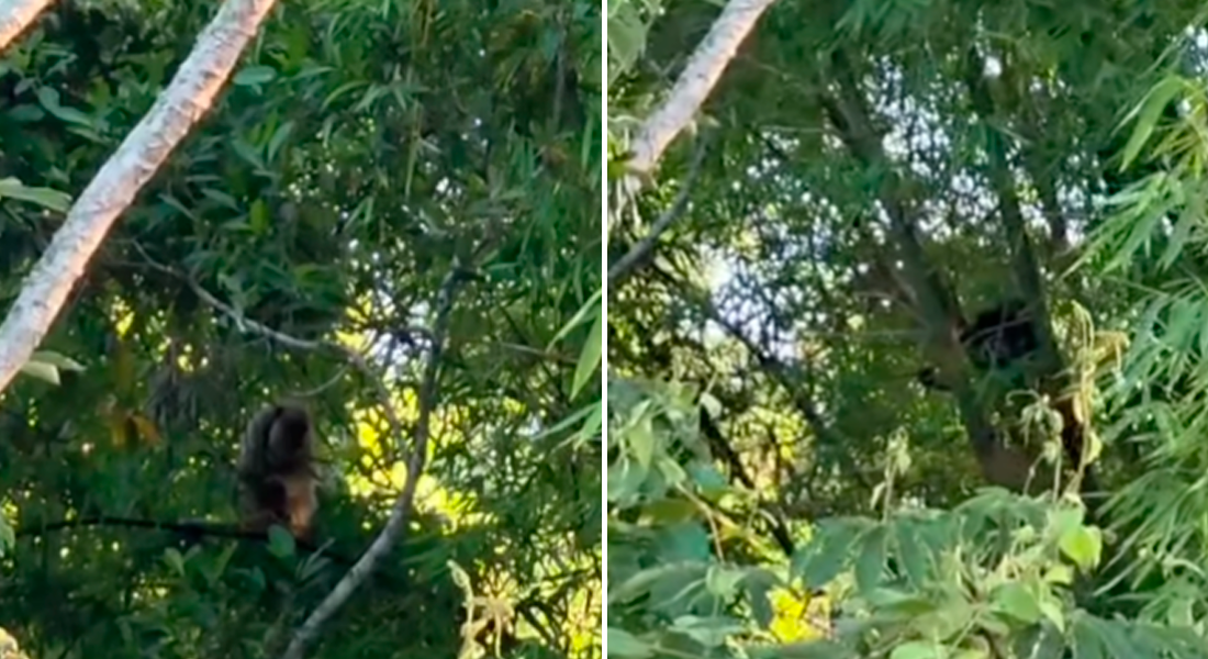 Imagem destacada do post: Macacos guaribas disputam atenção de fêmea em chácara de Passa Quatro