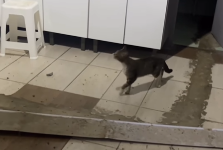 Imagem destacada do post: Gato destrói forro de casa ao tentar entrar e ‘calma’ da dona chama atenção [vídeo]