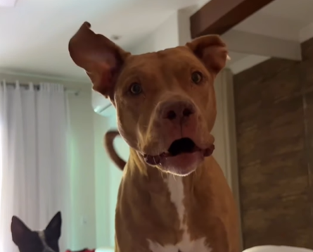 Imagem destacada do post: Pitbull vira sensação ao acordar dona pra gravar seu pulo na piscina