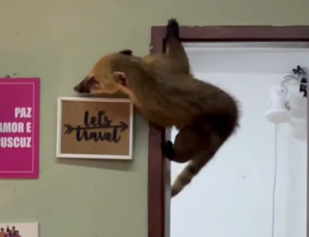 Imagem destacada do post: Quati entra em casa e bagunça o quarto: “É um tamanduá!” [vídeo]