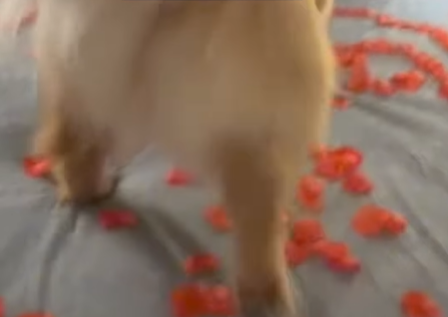 Imagem destacada do post: Golden Jack estraga cena romântica na cama e viraliza na web [vídeo]