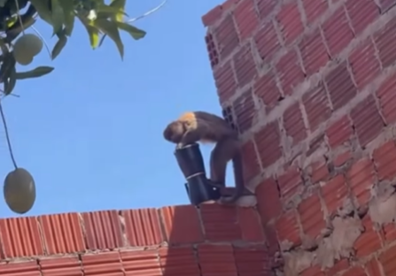 Imagem destacada do post: Macaco rouba cafeteira de vizinha e viraliza na web: “Alguém não vai fazer café”