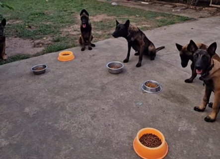 Imagem destacada do post: Cachorro com ‘TDAH’ se distrai na hora da raça e diverte internautas [vídeo]