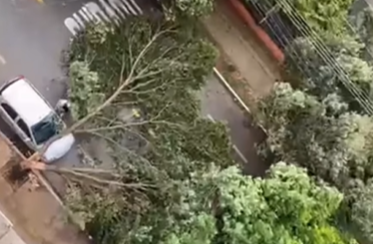 Imagem destacada do post: Árvore cai sobre carro e quase atinge motorista em Goiânia; veja vídeo