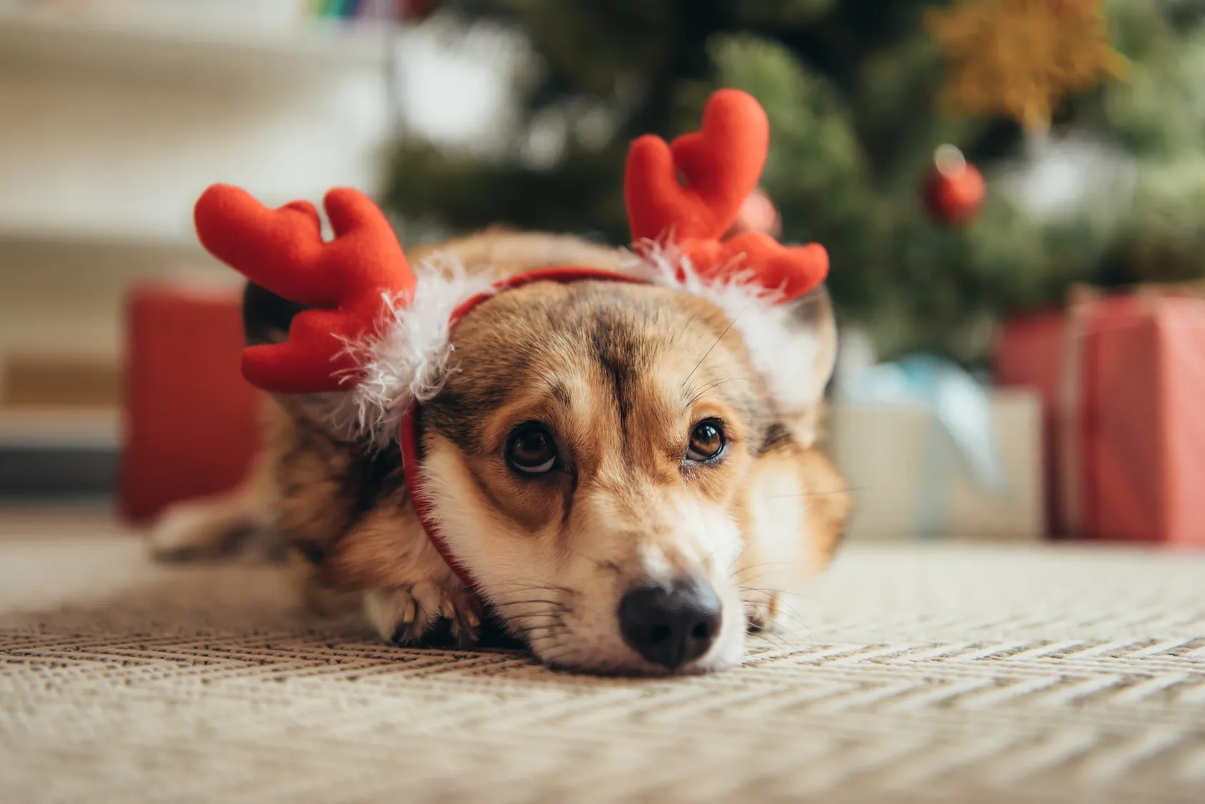 Imagem destacada do post: Pets no Natal: cuidados para evitar acidentes, intoxicação e estresse nos animais