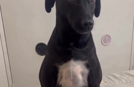 Imagem destacada do post: Pitoco leva bronca e senta todo desengonçado em cena de pura fofura [vídeo]