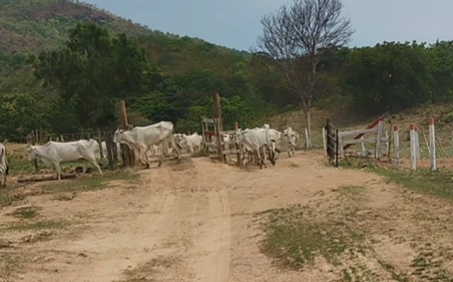 Imagem destacada do post: Homem usa algarismos romanos para contar as vacas na roça e viraliza