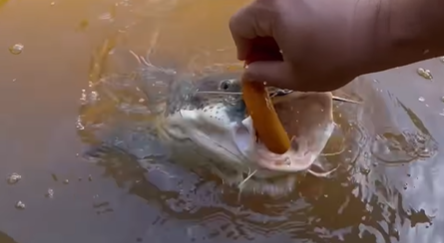Imagem destacada do post: Pescador alimenta peixes no interior de Goiás com a mão e surpreende [vídeo]