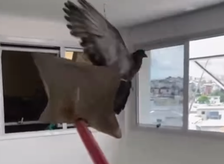 Imagem destacada do post: Pombo ignora janela aberta, bate três vezes no vidro errado e vira meme [vídeo]